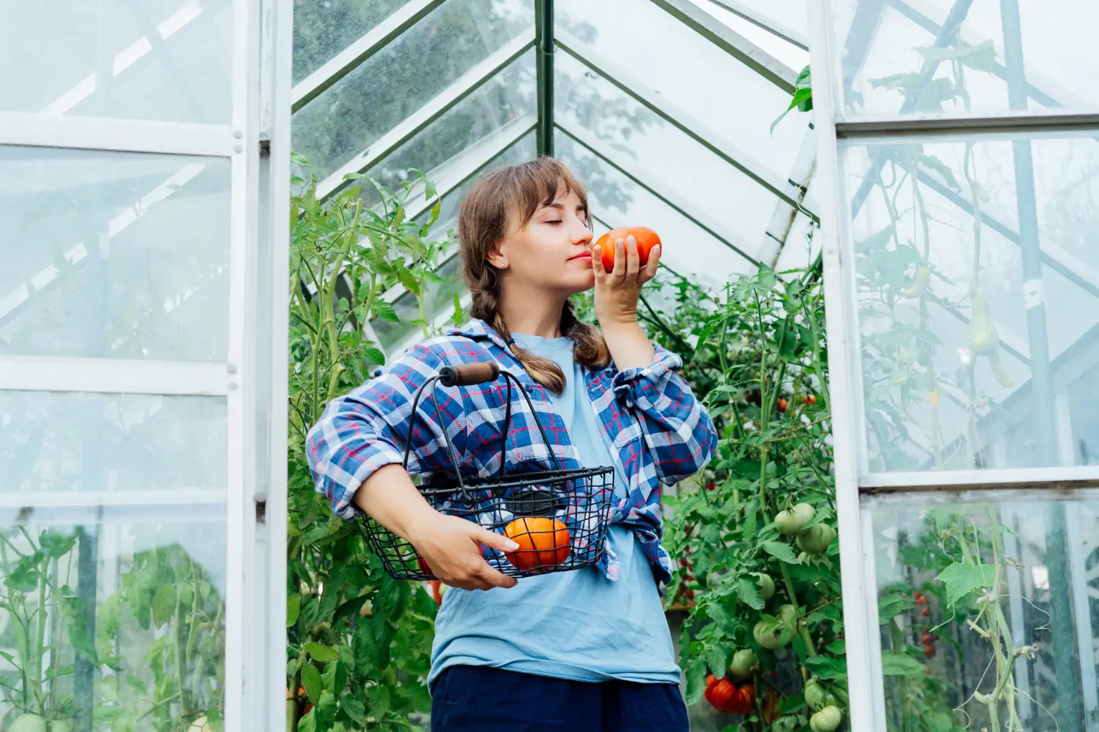 Les tomates sont belles, mais elles ne sentent pas. Les enquêteurs ont vérifié la cause