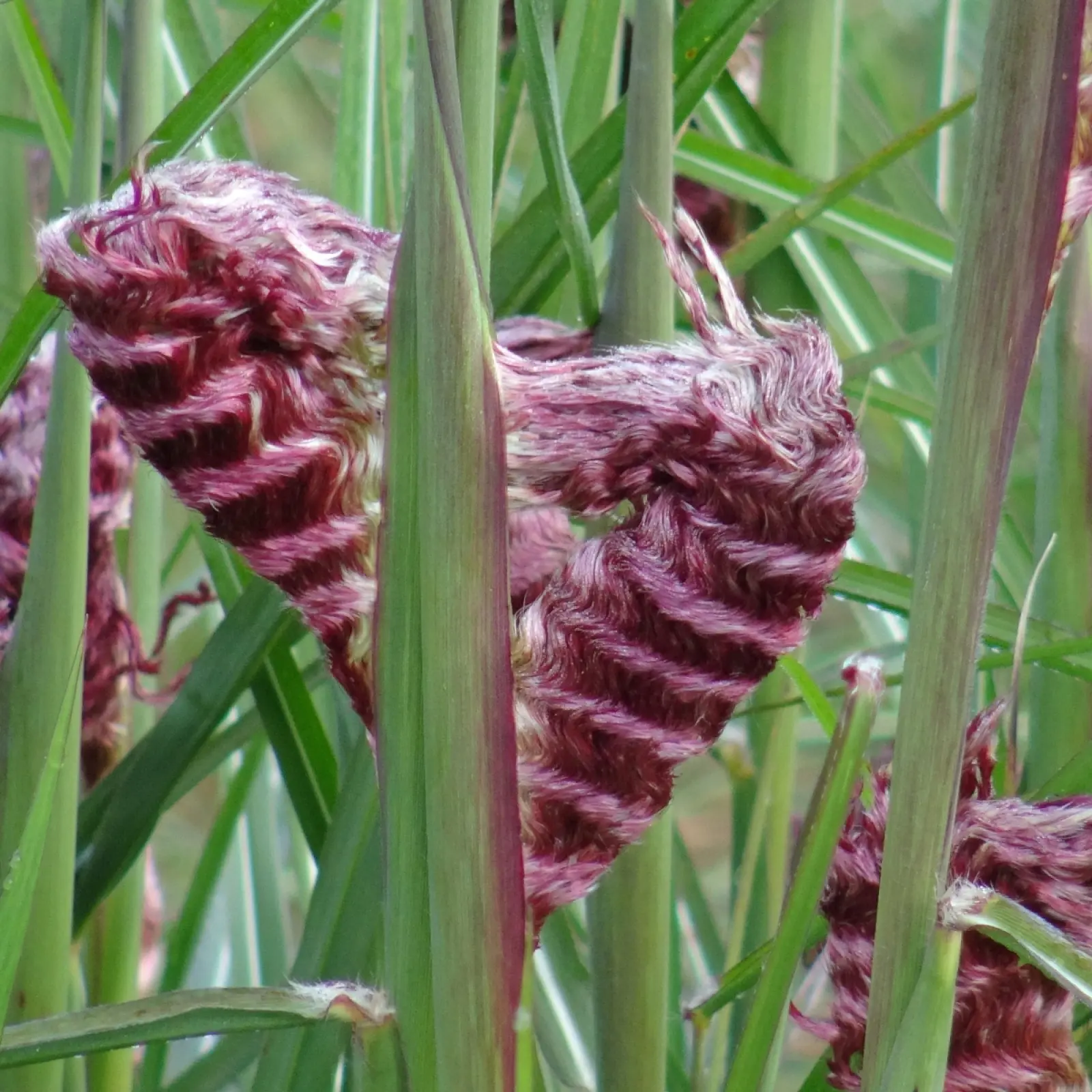 Miscanthus chinois 'Boucle' (Miscanthus sinensis 'Boucle')