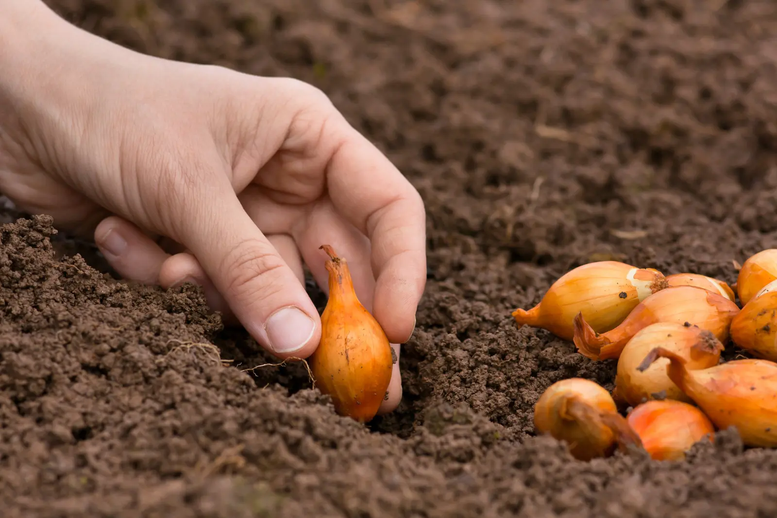 N'attendez pas le printemps avec cet oignon. Planté en automne, il donnera quelques semaines plus tôt