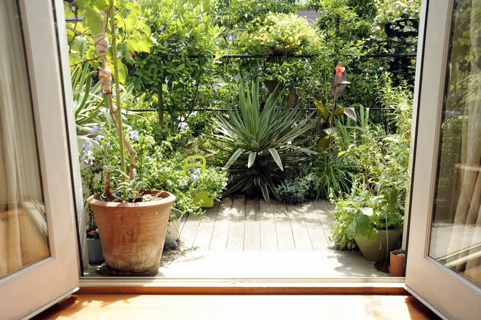 N'introduisez pas les plantes dans la maison tout de suite. Vous pouvez inviter des parasites avec eux