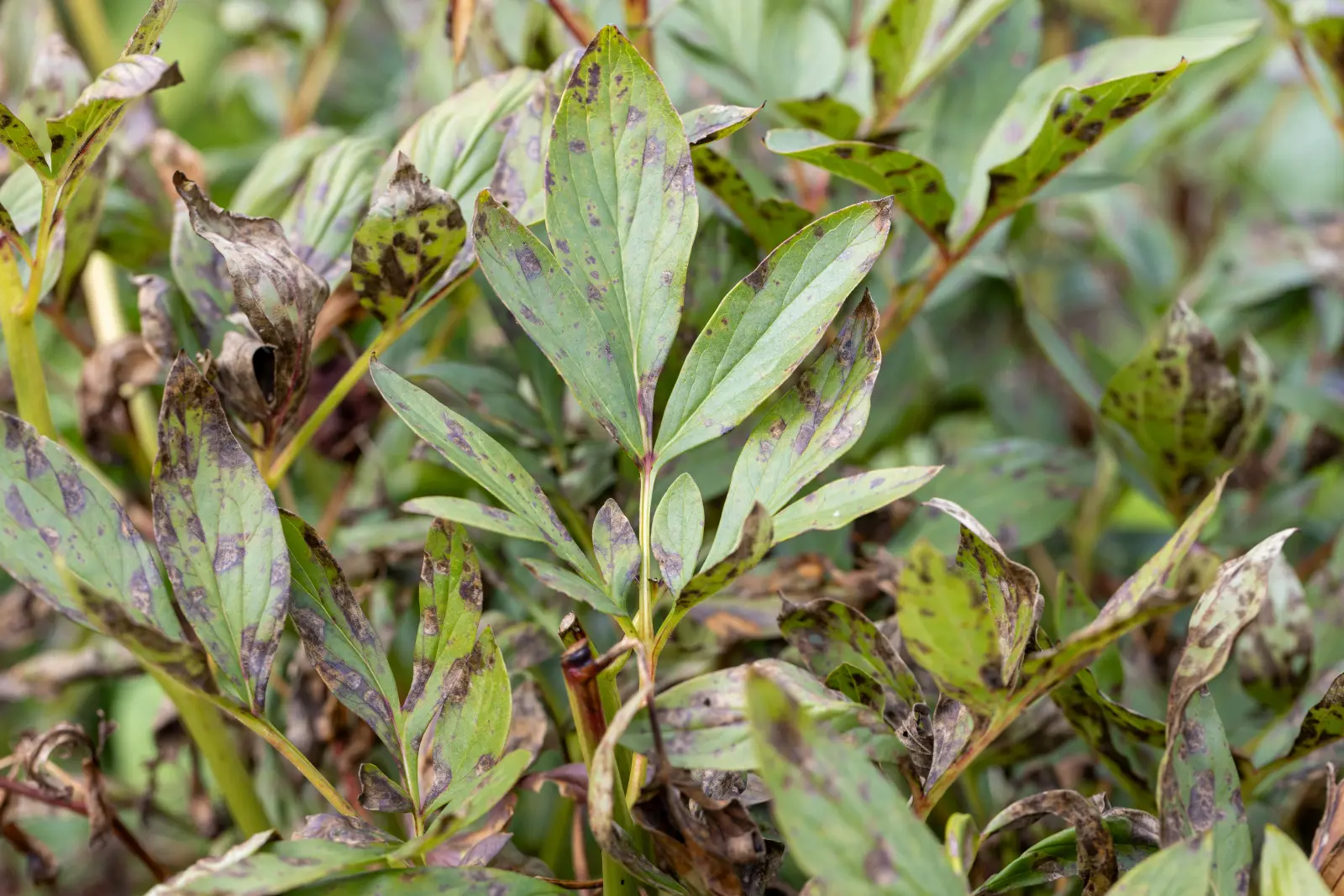Peony a terminé la saison. Cependant, les feuilles malades peuvent abriter le problème pendant encore un an.