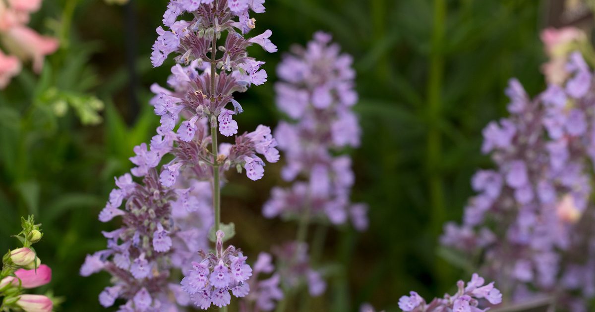 Plantes à cultiver résistantes à la sécheresse