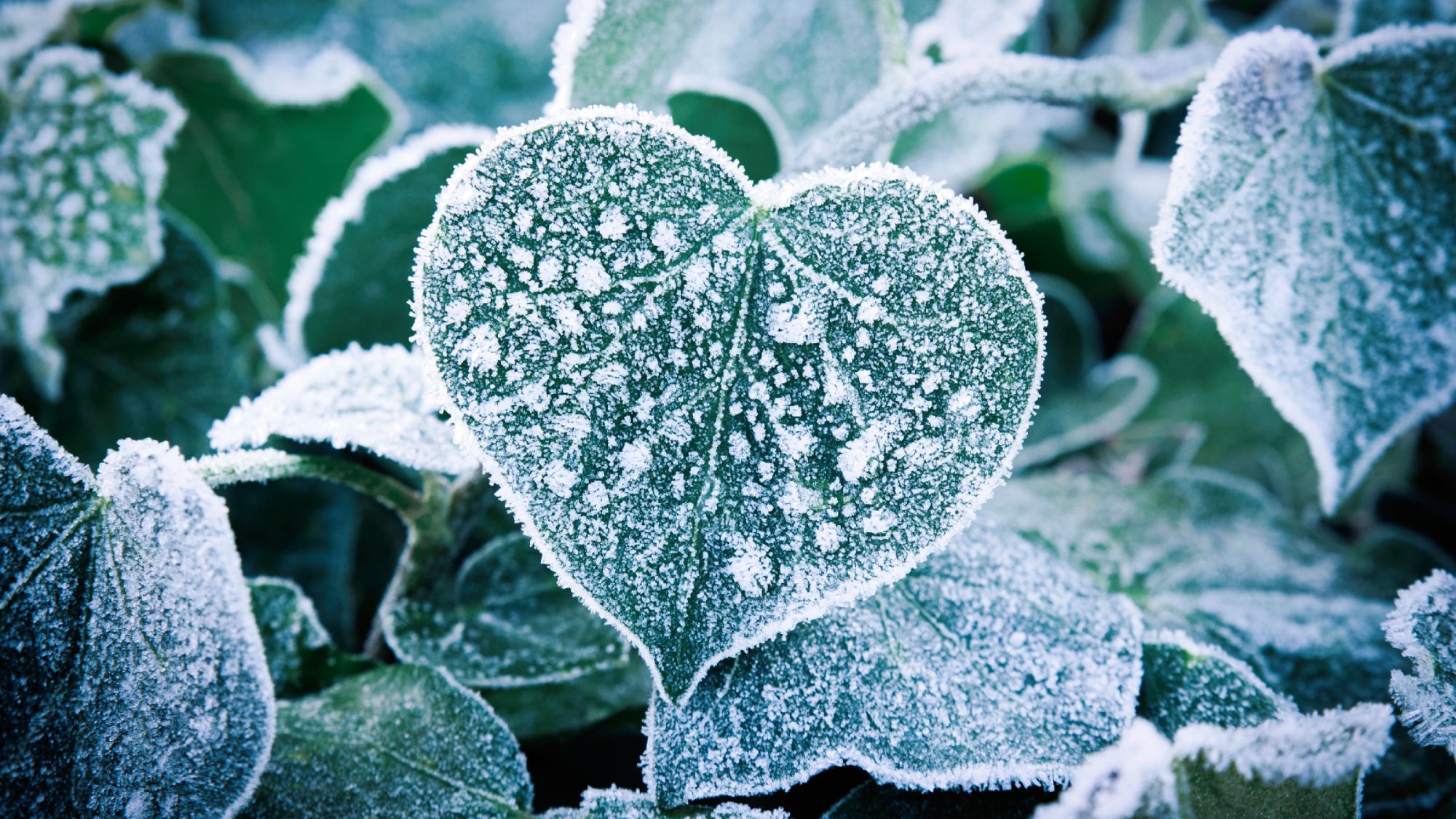 Protégez les plantes avec une veste antigel zippée et hivernez votre jardin