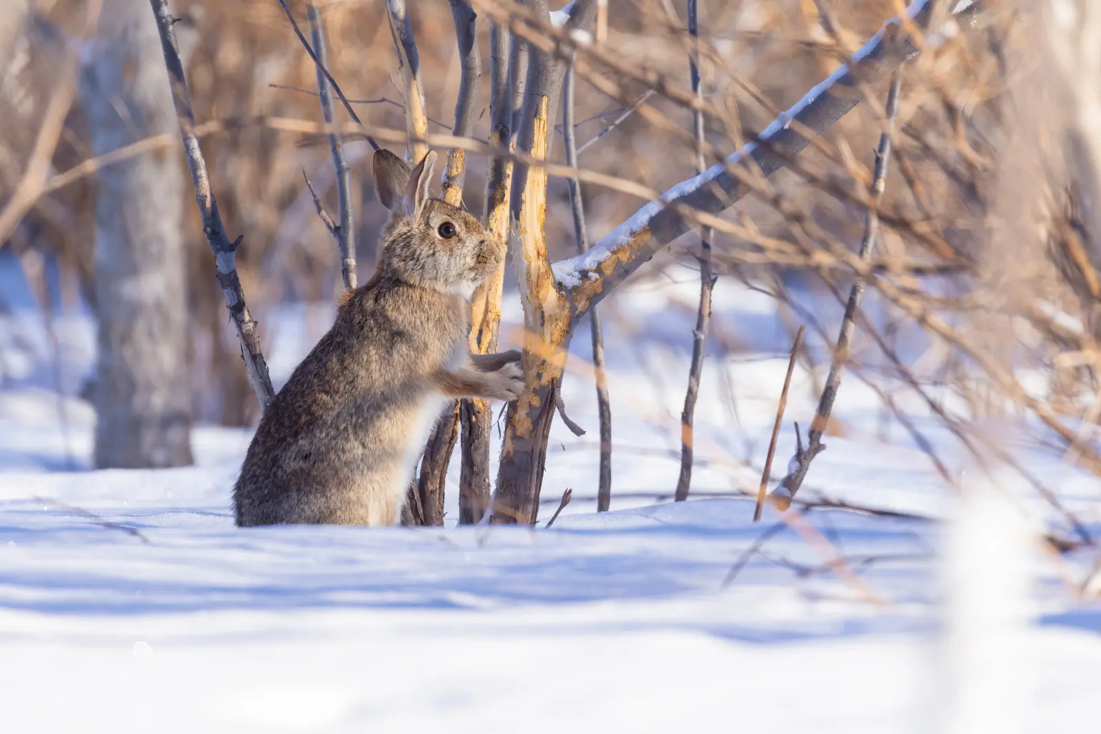 Protégez-vous le tronc de l'arbre des lièvres ? En hiver, l'animal peut atteindre plus haut qu'on ne le pense