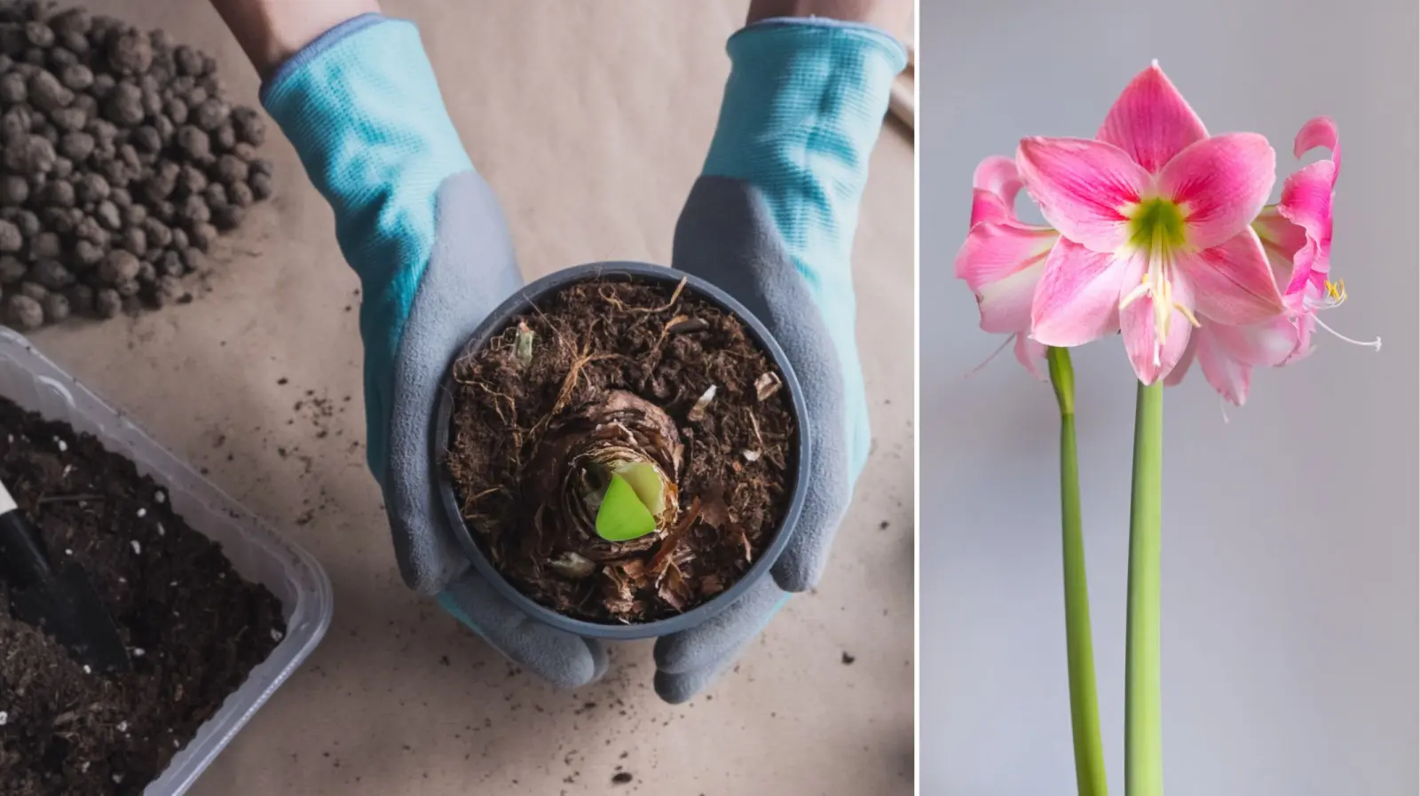 Quand planter une amaryllis pour fleurir à Noël ? Le délai compte