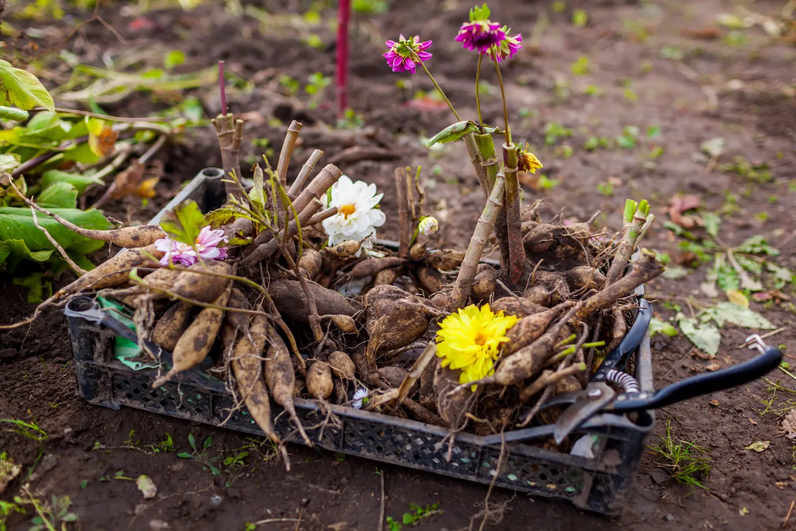 Quelles fleurs faut-il déterrer avant l'hiver ? Vérifiez avant l'arrivée du gel