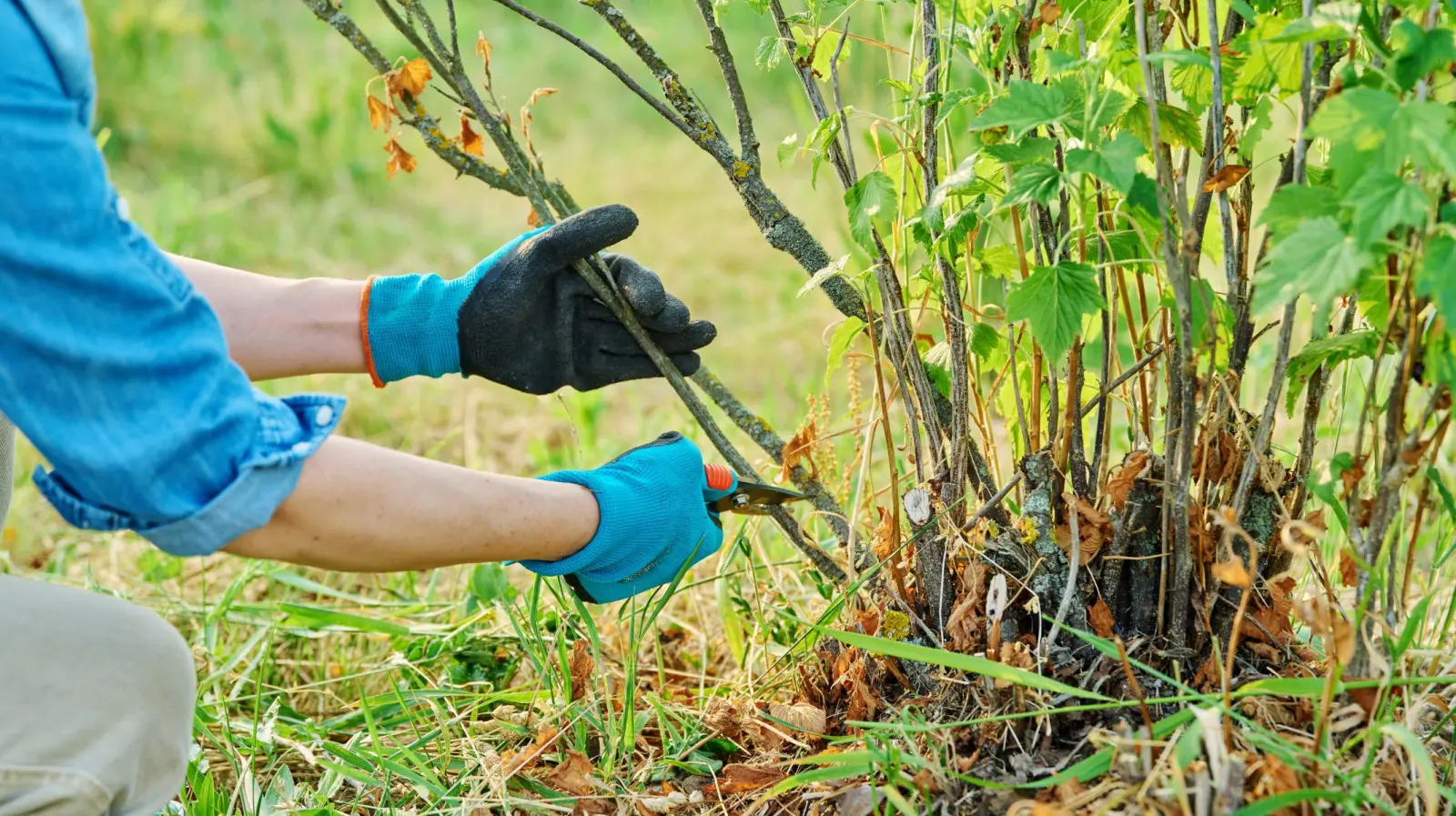 Taille pour la santé des arbres et arbustes. C'est ce que tu fais ?