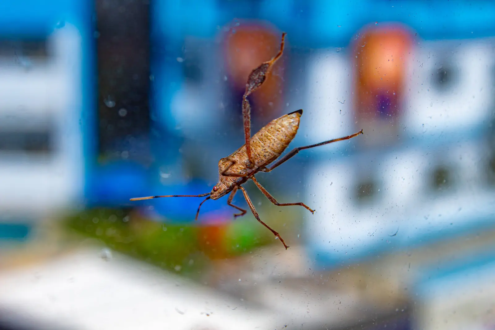 Un gros insecte brun entre dans la maison ? La fiche cherche une place pour l'hiver