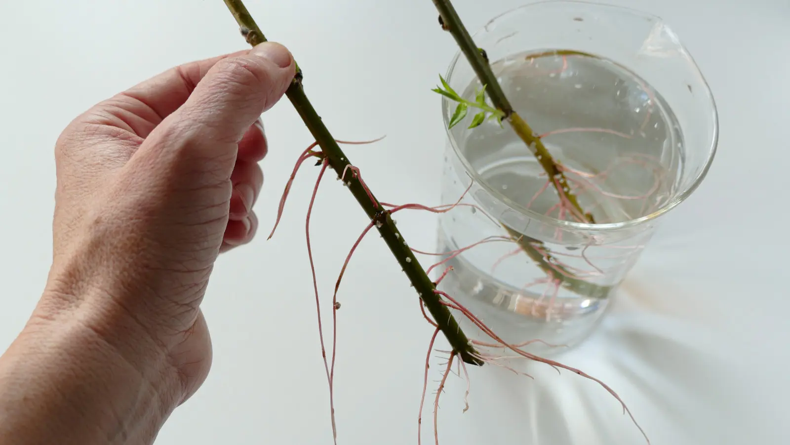 Vous pouvez fabriquer vous-même l'agent d'enracinement du saule. Vous n'avez besoin que de jeunes brindilles