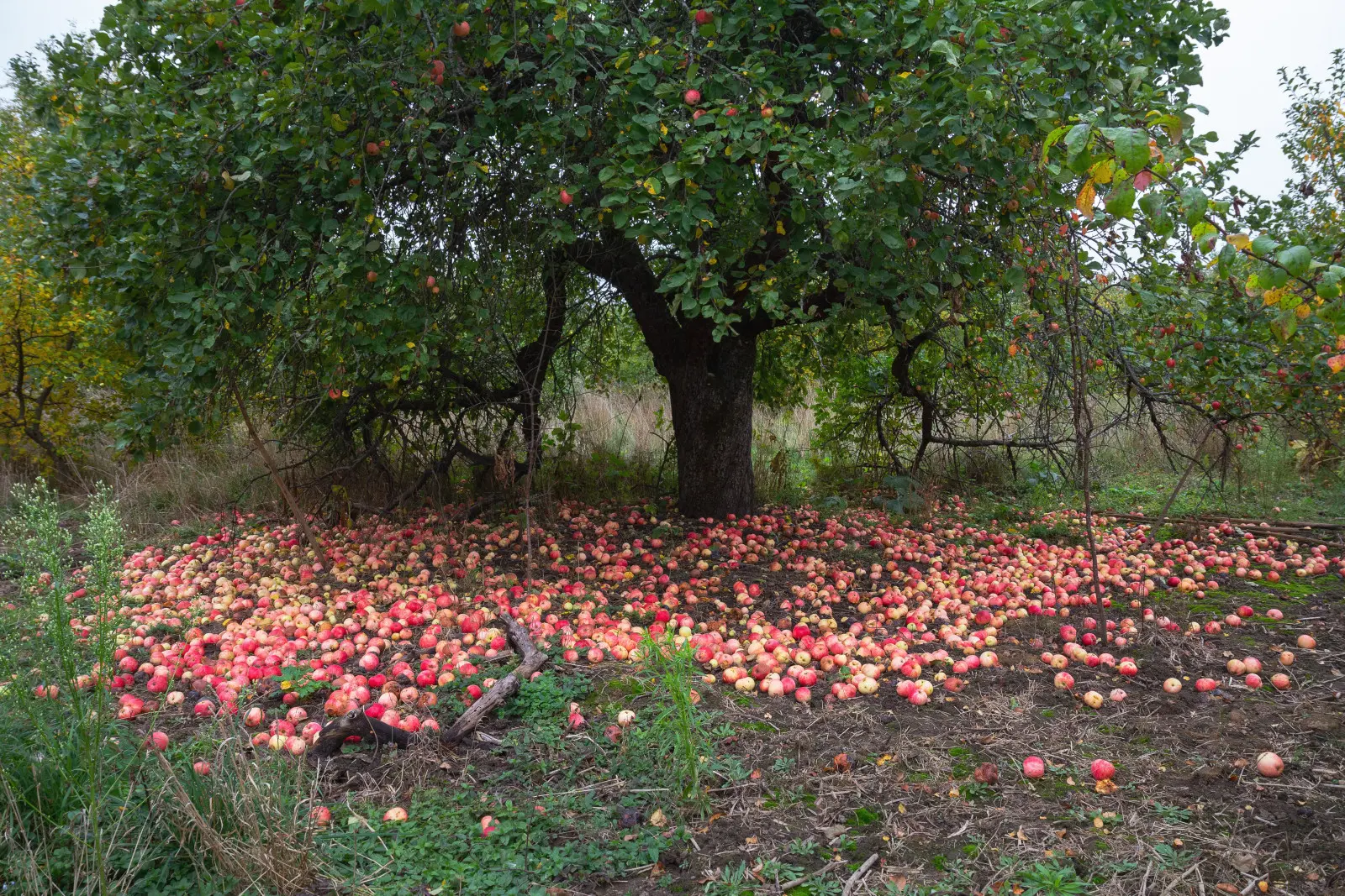 Y a-t-il beaucoup de fruits sous le pommier ? Récupérez-les avant qu'ils ne causent des problèmes